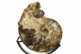 Cretaceous Ammonite (Mammites) Fossil with Metal Stand - Morocco #274611-1